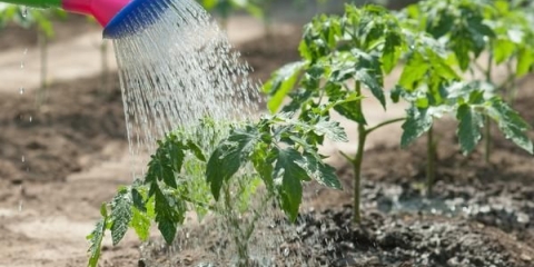 Što je bolje zalijevati biljke: crijevo ili kanta za zalijevanje